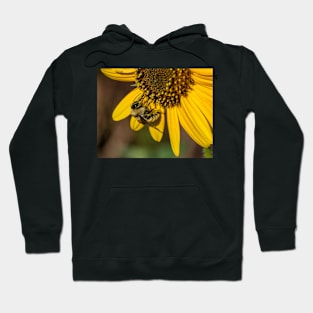 A Bee Gathering Pollin From a Sunflower Hoodie